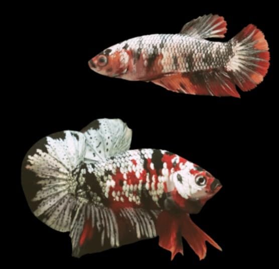 Pair of Male and Female Live Freshwater Aquarium Fish E2410