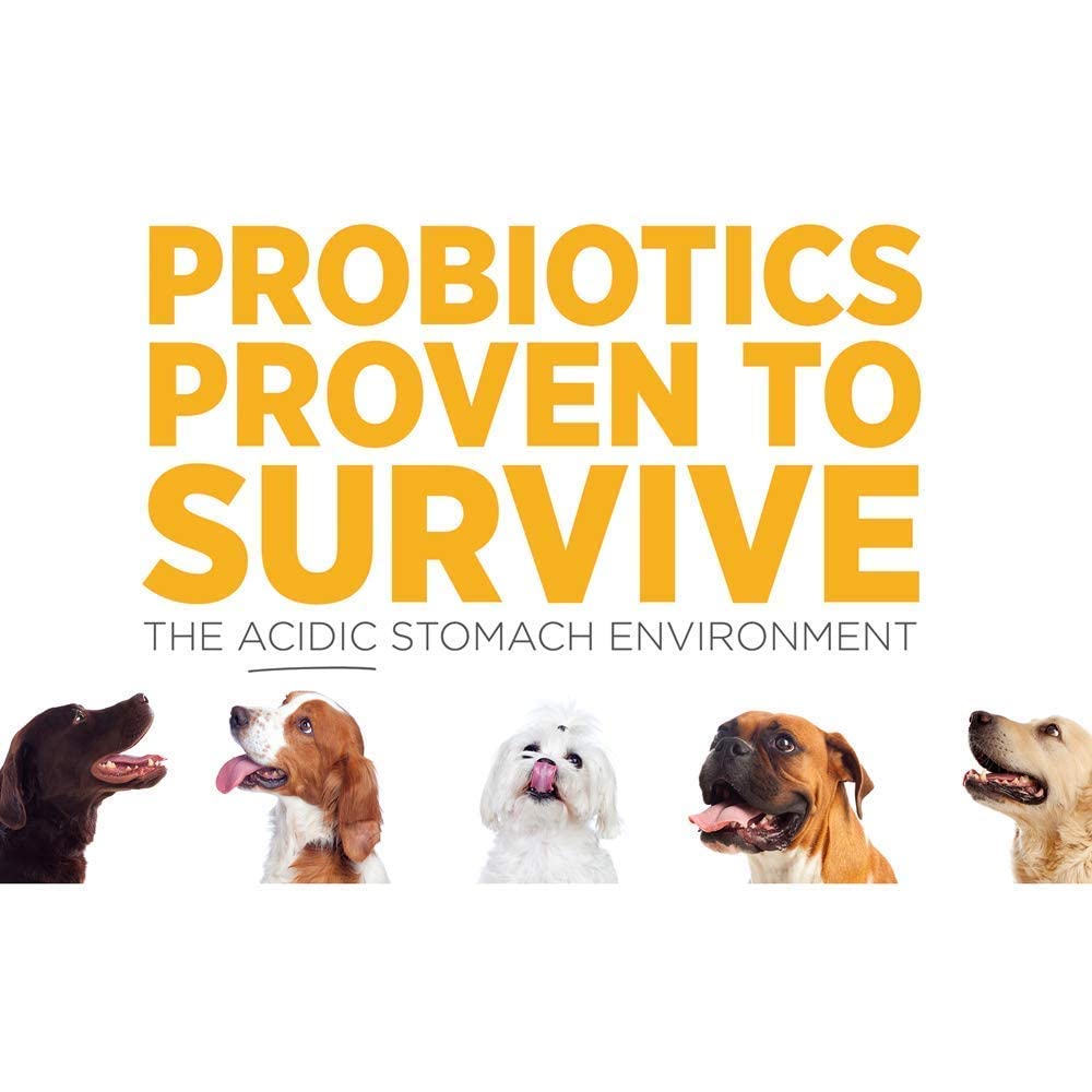 SAM-e Digestive and Immune Supplement P551133