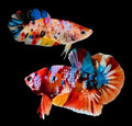 Pair of Male and Female Live Freshwater Aquarium Fish E2410