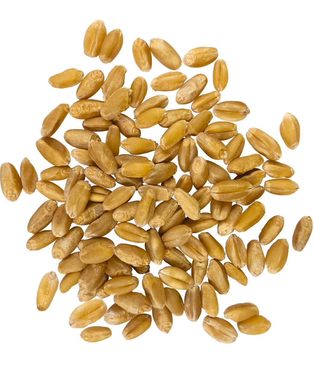 Hard White Wheat Berries 5 lbs C46507